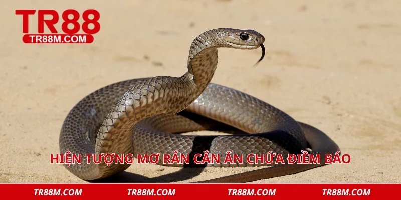 Hiện tượng mơ rắn cắn ẩn chứa điềm báo