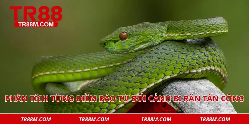 Phân tích từng điềm báo từ bối cảnh bị rắn tấn công